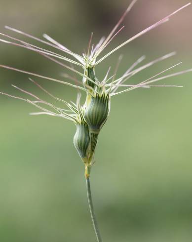 Fotografia de capa Aegilops geniculata - do Jardim Botânico