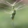 Fotografia 1 da espécie Aegilops geniculata do Jardim Botânico UTAD