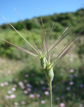 Fotografia 18 da espécie Aegilops geniculata no Jardim Botânico UTAD