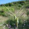 Fotografia 18 da espécie Aegilops geniculata do Jardim Botânico UTAD