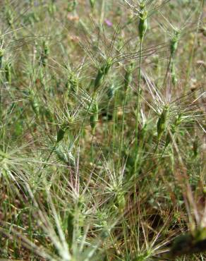 Fotografia 19 da espécie Aegilops geniculata no Jardim Botânico UTAD