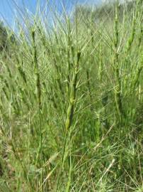 Fotografia da espécie Aegilops triuncialis