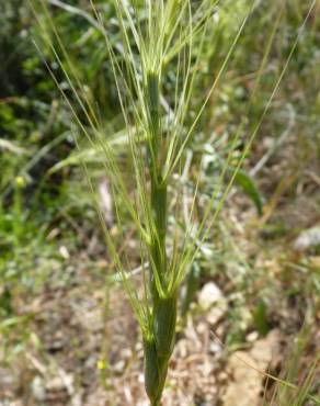 Fotografia 1 da espécie Aegilops triuncialis no Jardim Botânico UTAD