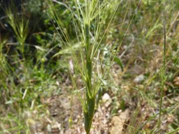 Fotografia da espécie Aegilops triuncialis