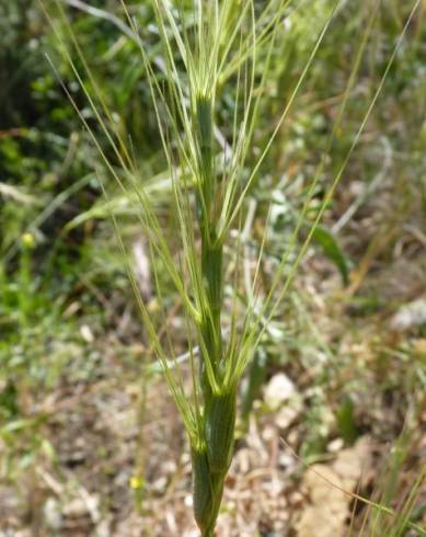 Fotografia de capa Aegilops triuncialis - do Jardim Botânico