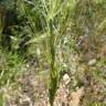 Fotografia 1 da espécie Aegilops triuncialis do Jardim Botânico UTAD