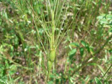 Fotografia da espécie Aegilops triuncialis