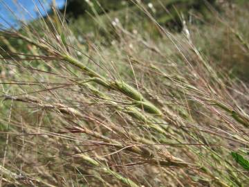 Fotografia da espécie Aegilops triuncialis