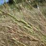 Fotografia 11 da espécie Aegilops triuncialis do Jardim Botânico UTAD