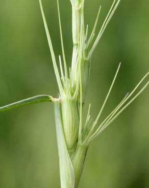 Fotografia 13 da espécie Aegilops triuncialis no Jardim Botânico UTAD