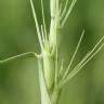 Fotografia 13 da espécie Aegilops triuncialis do Jardim Botânico UTAD