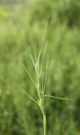 Fotografia da espécie Aegilops triuncialis