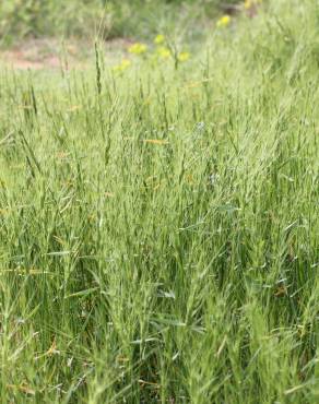 Fotografia 15 da espécie Aegilops triuncialis no Jardim Botânico UTAD