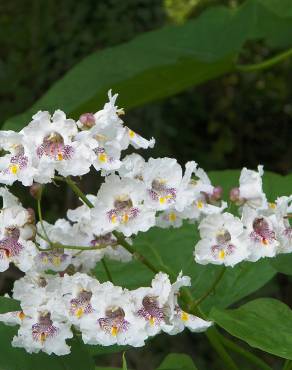 Fotografia 8 da espécie Catalpa bignonioides no Jardim Botânico UTAD