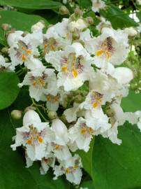 Fotografia da espécie Catalpa bignonioides