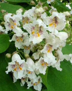Fotografia 9 da espécie Catalpa bignonioides no Jardim Botânico UTAD