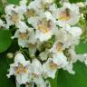 Fotografia 9 da espécie Catalpa bignonioides do Jardim Botânico UTAD