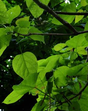 Fotografia 11 da espécie Catalpa bignonioides no Jardim Botânico UTAD