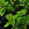 Fotografia 11 da espécie Catalpa bignonioides do Jardim Botânico UTAD