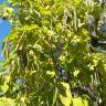 Fotografia 12 da espécie Catalpa bignonioides do Jardim Botânico UTAD