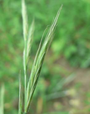 Fotografia 8 da espécie Brachypodium sylvaticum no Jardim Botânico UTAD