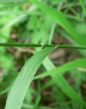 Fotografia 9 da espécie Brachypodium sylvaticum no Jardim Botânico UTAD