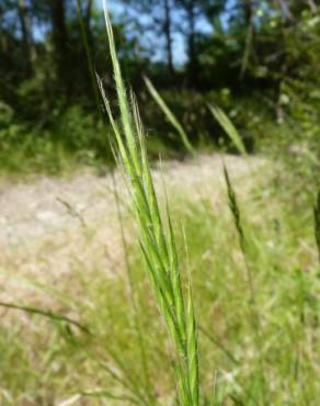 Fotografia 12 da espécie Brachypodium sylvaticum no Jardim Botânico UTAD