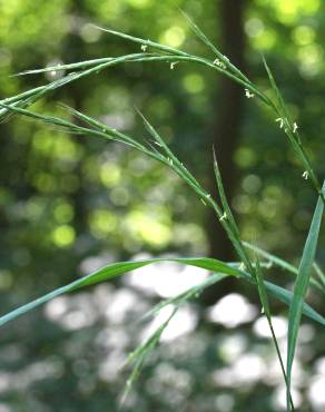 Fotografia 15 da espécie Brachypodium sylvaticum no Jardim Botânico UTAD