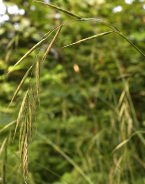 Fotografia 16 da espécie Brachypodium sylvaticum no Jardim Botânico UTAD