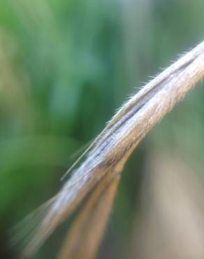 Fotografia 18 da espécie Brachypodium sylvaticum no Jardim Botânico UTAD