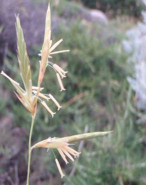 Fotografia 9 da espécie Brachypodium retusum no Jardim Botânico UTAD