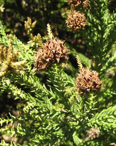 Fotografia de capa Cryptomeria japonica - do Jardim Botânico