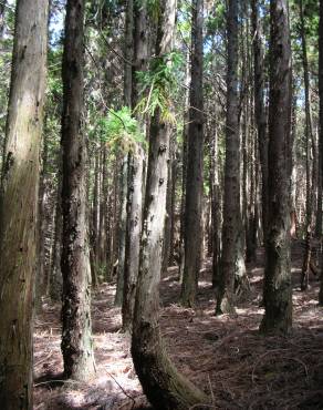 Fotografia 6 da espécie Cryptomeria japonica no Jardim Botânico UTAD