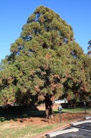 Fotografia da espécie Cryptomeria japonica
