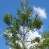 Fotografia 12 da espécie Cryptomeria japonica do Jardim Botânico UTAD