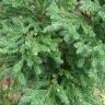 Fotografia 13 da espécie Cryptomeria japonica do Jardim Botânico UTAD