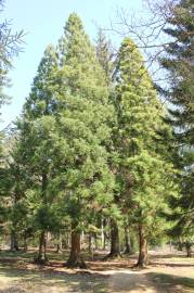 Fotografia da espécie Cryptomeria japonica