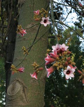 Fotografia 6 da espécie Brachychiton discolor no Jardim Botânico UTAD