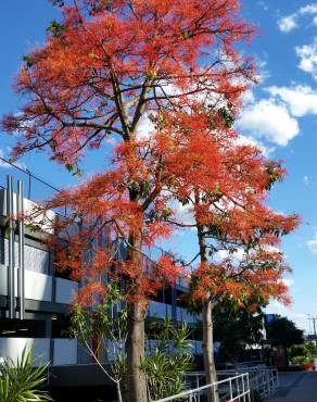 Fotografia 5 da espécie Brachychiton acerifolius no Jardim Botânico UTAD