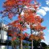 Fotografia 5 da espécie Brachychiton acerifolius do Jardim Botânico UTAD