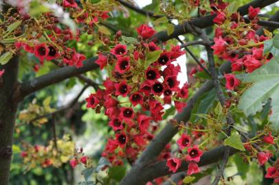 Fotografia da espécie Brachychiton acerifolius