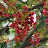 Fotografia 6 da espécie Brachychiton acerifolius do Jardim Botânico UTAD