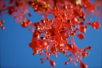 Fotografia da espécie Brachychiton acerifolius