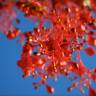 Fotografia 7 da espécie Brachychiton acerifolius do Jardim Botânico UTAD