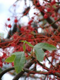 Fotografia da espécie Brachychiton acerifolius