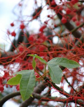 Fotografia 9 da espécie Brachychiton acerifolius no Jardim Botânico UTAD