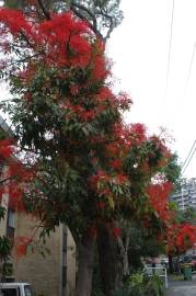 Fotografia da espécie Brachychiton acerifolius