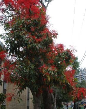 Fotografia 10 da espécie Brachychiton acerifolius no Jardim Botânico UTAD