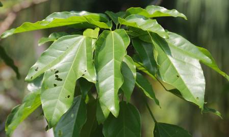 Fotografia da espécie Brachychiton acerifolius