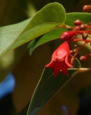 Fotografia 12 da espécie Brachychiton acerifolius no Jardim Botânico UTAD